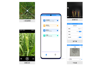 直辖县级小麦亩穗数测量仪IN-XM01