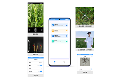 直辖县级小麦亩穗数分析仪IN-XM02