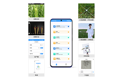 直辖县级小麦表型测量仪IN-XM05